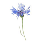 Centaurea cyanus